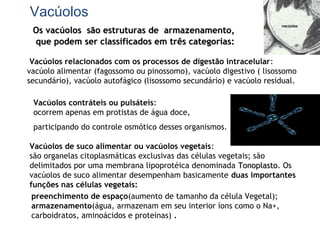 Os vacúolos são estruturas de armazenamento,Os vacúolos são estruturas de armazenamento,
que podem ser classificados em três categorias:que podem ser classificados em três categorias:
Vacúolos
Vacúolos relacionados com os processos de digestão intracelular:
vacúolo alimentar (fagossomo ou pinossomo), vacúolo digestivo ( lisossomo
secundário), vacúolo autofágico (lisossomo secundário) e vacúolo residual.
Vacúolos contráteis ou pulsáteis:
ocorrem apenas em protistas de água doce,
participando do controle osmótico desses organismos.
Vacúolos de suco alimentar ou vacúolos vegetais:
são organelas citoplasmáticas exclusivas das células vegetais; são
delimitados por uma membrana lipoprotéica denominada TonoplastoTonoplasto. Os
vacúolos de suco alimentar desempenham basicamente duas importantes
funções nas células vegetais:
preenchimento de espaço(aumento de tamanho da célula Vegetal);
armazenamento(água, armazenam em seu interior íons como o Na+,
carboidratos, aminoácidos e proteínas) .
vacúolosvacúolos
 