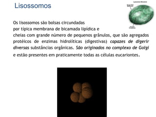 Lisossomos
Os lisossomos são bolsas circundadas
por típica membrana de bicamada lipídica e
cheias com grande número de pequenos grânulos, que são agregados
protéicos de enzimas hidrolíticas (digestivas) capazes de digerircapazes de digerir
diversasdiversas substâncias orgânicas. São originados no complexo de GolgiSão originados no complexo de Golgi
e estão presentes em praticamente todas as células eucariontes.
 