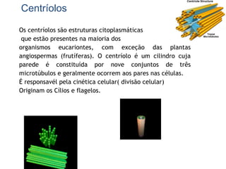 Centríolos
Os centríolos são estruturas citoplasmáticas
que estão presentes na maioria dos
organismos eucariontes, com exceção das plantas
angiospermas (frutíferas). O centríolo é um cilindro cuja
parede é constituída por nove conjuntos de três
microtúbulos e geralmente ocorrem aos pares nas células.
É responsavél pela cinética celular( divisão celular)
Originam os Cílios e flagelos.
 