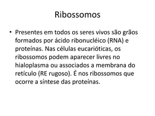 Ribossomos
• Presentes em todos os seres vivos são grãos
formados por ácido ribonucléico (RNA) e
proteínas. Nas células eucarióticas, os
ribossomos podem aparecer livres no
hialoplasma ou associados a membrana do
retículo (RE rugoso). É nos ribossomos que
ocorre a síntese das proteínas.
 