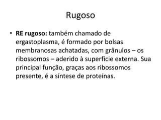 Rugoso
• RE rugoso: também chamado de
ergastoplasma, é formado por bolsas
membranosas achatadas, com grânulos – os
ribossomos – aderido à superfície externa. Sua
principal função, graças aos ribossomos
presente, é a síntese de proteínas.
 
