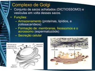 Complexo de Golgi
• Conjunto de sacos achatados (DICTIOSSOMO) e
vesículas em volta desses sacos.
• Funções:
– Armazenamento (proteínas, lipídios, e
polissacarídeos)
– Formação de: membranas, lisossomos e o
acrossomo (espermatozóide)
– Secreção celular
 
