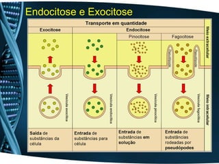 Endocitose e Exocitose
 