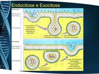 Endocitose e Exocitose
 