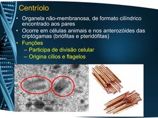 Centríolo
• Organela não-membranosa, de formato cilíndrico
encontrado aos pares
• Ocorre em células animais e nos anterozóides das
criptógamas (briófitas e pteridófitas)
• Funções
– Participa de divisão celular
– Origina cílios e flagelos
 