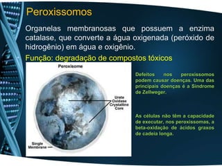 • Organelas membranosas que possuem a enzima
catalase, que converte a água oxigenada (peróxido de
hidrogênio) em água e oxigênio.
• Função: degradação de compostos tóxicos
Defeitos nos peroxissomos
Defeitos nos peroxissomos
podem causar doenças. Uma das
podem causar doenças. Uma das
principais doenças é a Síndrome
principais doenças é a Síndrome
de Zellweger.
de Zellweger.
As células não têm a capacidade
As células não têm a capacidade
de executar, nos peroxissomas, a
de executar, nos peroxissomas, a
beta-oxidação de ácidos graxos
beta-oxidação de ácidos graxos
de cadeia longa.
de cadeia longa.
Peroxissomos
 