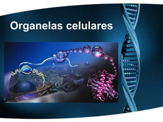 Organelas celulares
 