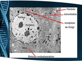 organelaseucariontesfijef-110823213721-phpapp02.pdf