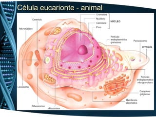 Célula eucarionte - animal
Célula eucarionte - animal
 