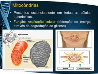 • Presentes essencialmente em todas as células
eucarióticas.
• Função: respiração celular (obtenção de energia
através da degradação da glicose)
Mitocôndrias
 
