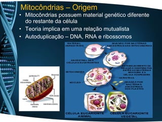 • Mitocôndrias possuem material genético diferente
do restante da célula
• Teoria implica em uma relação mutualista
• Autoduplicação – DNA, RNA e ribossomos
Mitocôndrias – Origem
 