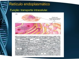 Função: transporte intracelular.
Retículo endoplasmático
 