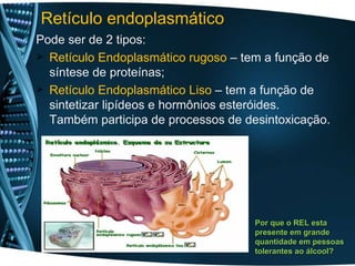 Pode ser de 2 tipos:
 Retículo Endoplasmático rugoso – tem a função de
síntese de proteínas;
 Retículo Endoplasmático Liso – tem a função de
sintetizar lipídeos e hormônios esteróides.
Também participa de processos de desintoxicação.
Por que o REL esta
Por que o REL esta
presente em grande
presente em grande
quantidade em pessoas
quantidade em pessoas
tolerantes ao álcool?
tolerantes ao álcool?
Retículo endoplasmático
 