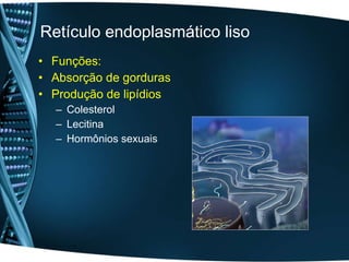 Retículo endoplasmático liso Funções: Absorção de gorduras Produção de lipídios  Colesterol Lecitina Hormônios sexuais  