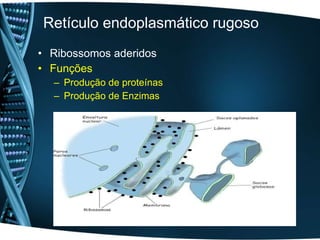 Retículo endoplasmático rugoso Ribossomos aderidos Funções  Produção de proteínas  Produção de Enzimas  