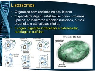 Lisossomos  Organelas com enzimas no seu interior Capacidade digerir substâncias como proteínas, lipídios, carboidratos e ácidos nucléicos, outras organelas e até células inteiras  Função: digestão intracelular e extracelular, autofagia e autólise.  