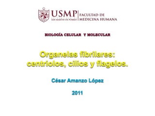 BIOLOGÍA CELULAR  Y MOLECULAROrganelas fibrilares:centriolos, cilios y flagelos. César Amanzo López 2011 