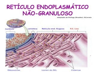 RETÍCULO ENDOPLASMÁTICO
     NÃO-GRANULOSO
 
