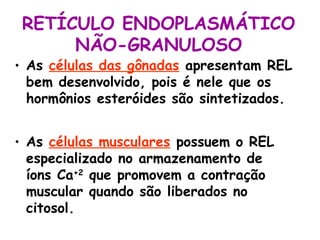 RETÍCULO ENDOPLASMÁTICO
      NÃO-GRANULOSO
• As células das gônadas apresentam REL
  bem desenvolvido, pois é nele que os
  hormônios esteróides são sintetizados.


• As células musculares possuem o REL
  especializado no armazenamento de
  íons Ca+2 que promovem a contração
  muscular quando são liberados no
  citosol.
 