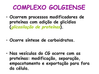 COMPLEXO GOLGIENSE
• Ocorrem processos modificadores de
  proteínas com adição de glicídios
  (glicosilação de proteínas).


• Ocorre síntese de carboidratos.


• Nas vesículas do CG ocorre com as
  proteínas: modificação, separação,
  empacotamento e exportação para fora
  da célula.
 