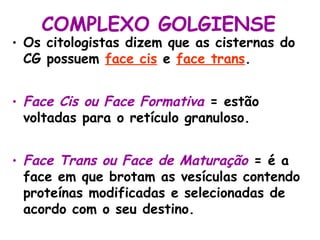 COMPLEXO GOLGIENSE
• Os citologistas dizem que as cisternas do
  CG possuem face cis e face trans.


• Face Cis ou Face Formativa = estão
  voltadas para o retículo granuloso.


• Face Trans ou Face de Maturação = é a
  face em que brotam as vesículas contendo
  proteínas modificadas e selecionadas de
  acordo com o seu destino.
 