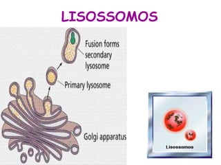 LISOSSOMOS
 