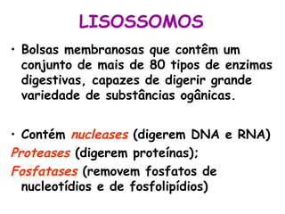 LISOSSOMOS
• Bolsas membranosas que contêm um
  conjunto de mais de 80 tipos de enzimas
  digestivas, capazes de digerir grande
  variedade de substâncias ogânicas.


• Contém nucleases (digerem DNA e RNA)
Proteases (digerem proteínas);
Fosfatases (removem fosfatos de
  nucleotídios e de fosfolipídios)
 