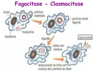 Fagocitose - Clasmocitose
 