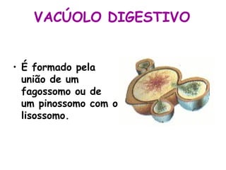 VACÚOLO DIGESTIVO


• É formado pela
  união de um
  fagossomo ou de
  um pinossomo com o
  lisossomo.
 
