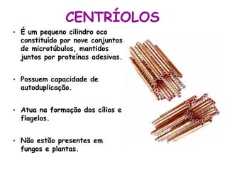 CENTRÍOLOS
• É um pequeno cilindro oco
  constituído por nove conjuntos
  de microtúbulos, mantidos
  juntos por proteínas adesivas.


• Possuem capacidade de
  autoduplicação.


• Atua na formação dos cílios e
  flagelos.


• Não estão presentes em
  fungos e plantas.
 