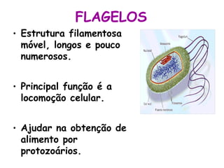 FLAGELOS
• Estrutura filamentosa
  móvel, longos e pouco
  numerosos.


• Principal função é a
  locomoção celular.


• Ajudar na obtenção de
  alimento por
  protozoários.
 