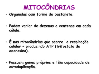 MITOCÔNDRIAS
• Organelas com forma de bastonete.


• Podem variar de dezenas a centenas em cada
  célula.


• É nas mitocôndrias que ocorre a respiração
  celular – produzindo ATP (trifosfato de
  adenosina).


• Possuem genes próprios e têm capacidade de
  autoduplicação.
 