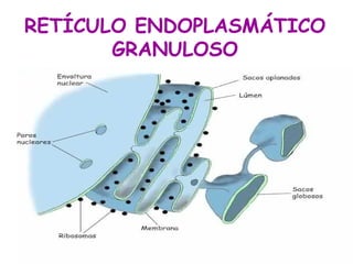 RETÍCULO ENDOPLASMÁTICO
       GRANULOSO
 