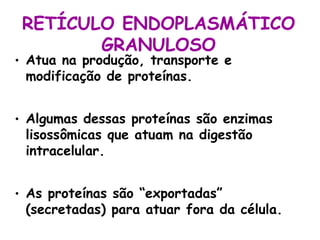 RETÍCULO ENDOPLASMÁTICO
        GRANULOSO
• Atua na produção, transporte e
  modificação de proteínas.


• Algumas dessas proteínas são enzimas
  lisossômicas que atuam na digestão
  intracelular.


• As proteínas são “exportadas”
  (secretadas) para atuar fora da célula.
 