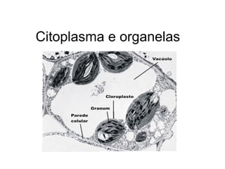 Citoplasma e organelas
 