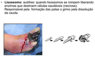 • Lisossomo: autólise: quando lisossomos se rompem liberando
enzimas que destroem células saudáveis (necrose).
Responsável pela formação das patas o girino pela dissolução
da cauda.
 