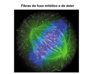 Fibras do fuso mitótico e do áster
 