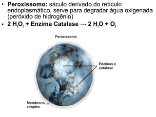 • Peroxissomo: sáculo derivado do retículo
endoplasmático, serve para degradar água oxigenada
(peróxido de hidrogênio)
• 2 H2O2 + Enzima Catalase → 2 H2O + O2
 