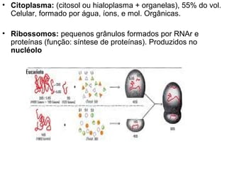 • Citoplasma: (citosol ou hialoplasma + organelas), 55% do vol.
Celular, formado por água, íons, e mol. Orgânicas.
• Ribossomos: pequenos grânulos formados por RNAr e
proteínas (função: síntese de proteínas). Produzidos no
nucléolo
 