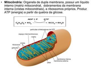 • Mitocôndria: Organela de dupla membrana, possui um líquido
interno (matriz mitocondrial, dobramentos da membrana
interna (cristas mitocondriais), e ribossomos próprios. Produz
ATP (energia) a partir da quebra da glicose.
 