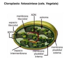 Cloroplasto: fotossíntese (cels. Vegetais)
 