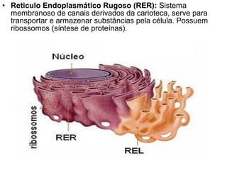 • Reticulo Endoplasmático Rugoso (RER): Sistema
membranoso de canais derivados da carioteca, serve para
transportar e armazenar substâncias pela célula. Possuem
ribossomos (síntese de proteínas).
 