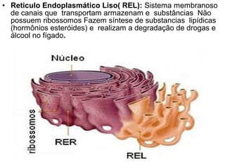 • Reticulo Endoplasmático Liso( REL): Sistema membranoso
de canais que transportam armazenam e substâncias Não
possuem ribossomos Fazem síntese de substancias lipídicas
(hormônios esteróides) e realizam a degradação de drogas e
álcool no fígado.
 