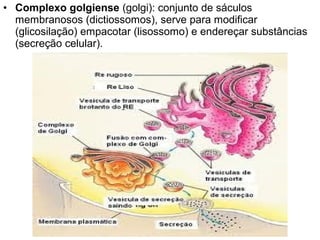 • Complexo golgiense (golgi): conjunto de sáculos
membranosos (dictiossomos), serve para modificar
(glicosilação) empacotar (lisossomo) e endereçar substâncias
(secreção celular).
 