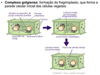 • Complexo golgiense: formação do fragmoplasto, que forma a
parede celular inicial das células vegetais.
 