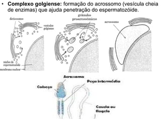 • Complexo golgiense: formação do acrossomo (vesícula cheia
de enzimas) que ajuda penetração do espermatozóide.
 