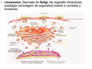 • Lisossomo: Derivado do Golgi, faz digestão intracelular,
autofagia (reciclagem de organelas) inúteis e combate a
invasores.
 