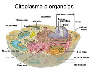 Citoplasma e organelas
 