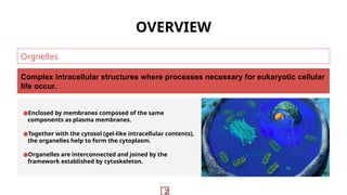 Comprehensive Overview of Eukaryotic Cell Organelles and Their ...
