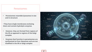 Perixomas Comprehensive Overview of Eukaryotic Cell Organelles and Their ...